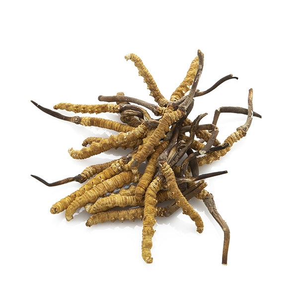 Extra Large Cordyceps Sinensis: Units: per PC